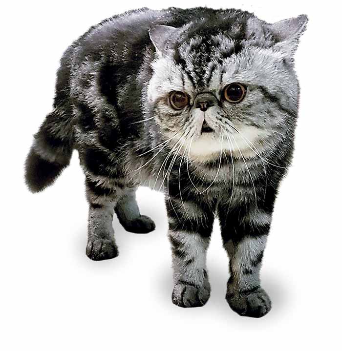 Dua Kucing Kampiun - Trubus