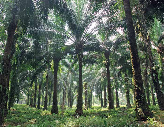 kelapa sawit