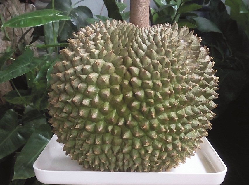 Durian ochee