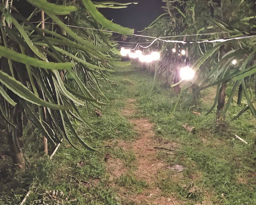 kebun buah naga dengan lampu