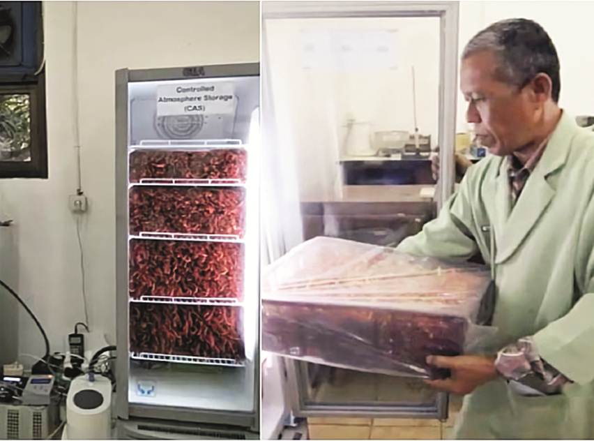 cara mengawetkan cabai