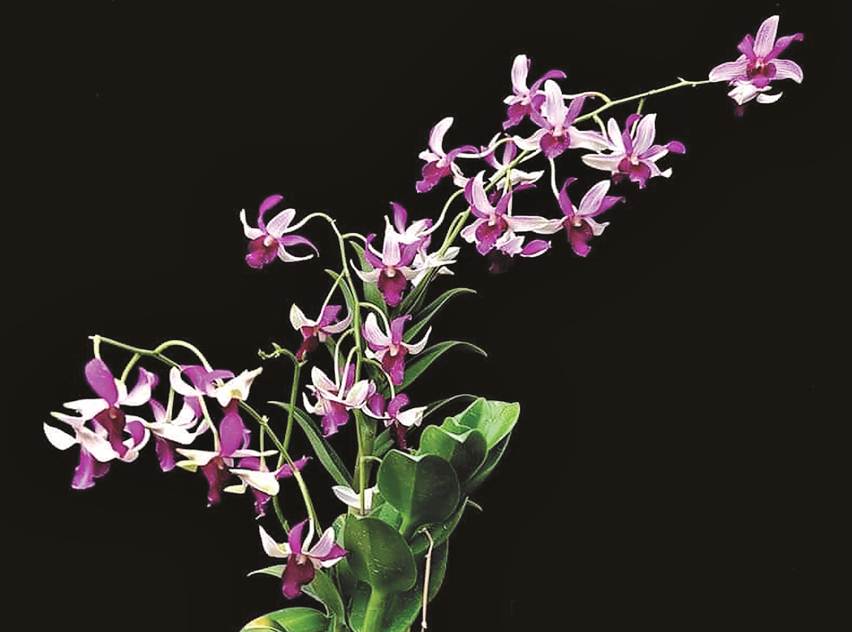 dendrobium brawijaya