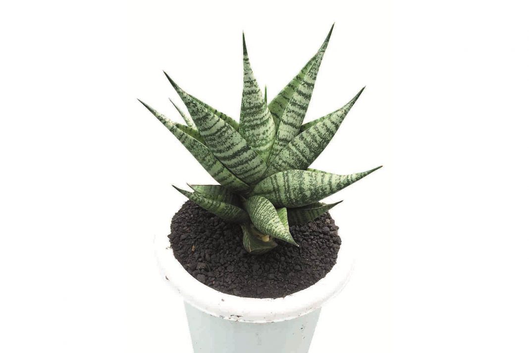 Sansevieria pakuwojo