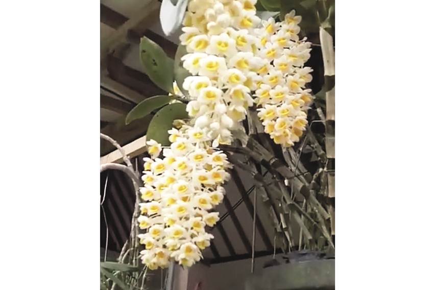 Dendrobium trhyrsiflorum