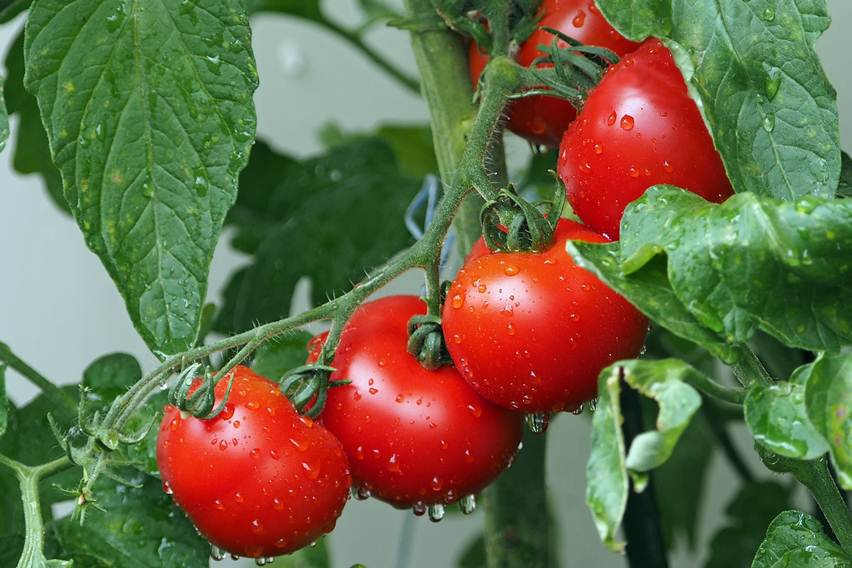 tomat obat psiorasis