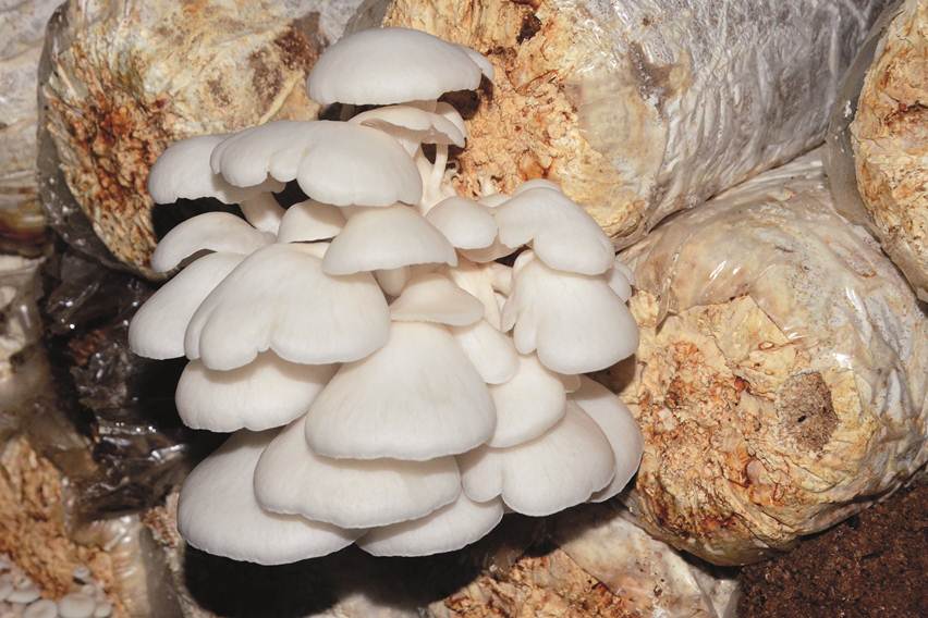 polar tingkatkan produktivitas jamur tiram