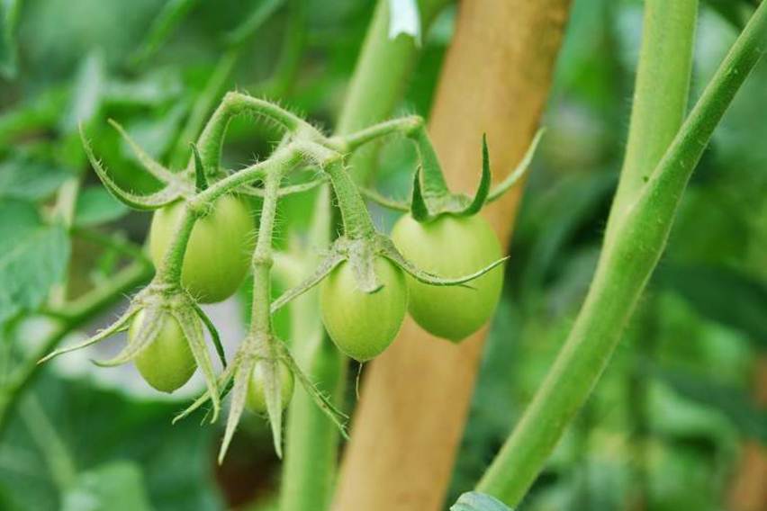 manfaat grafting tanaman tomat