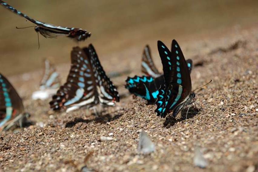 jasa kupu-kupu dalam keseimbangan ekosistem
