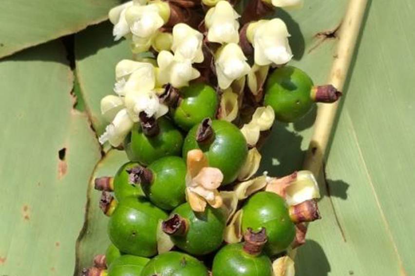 tanaman kasimpo endemik sulawesi