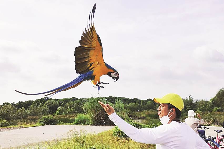 lomba burung paruh bengkok