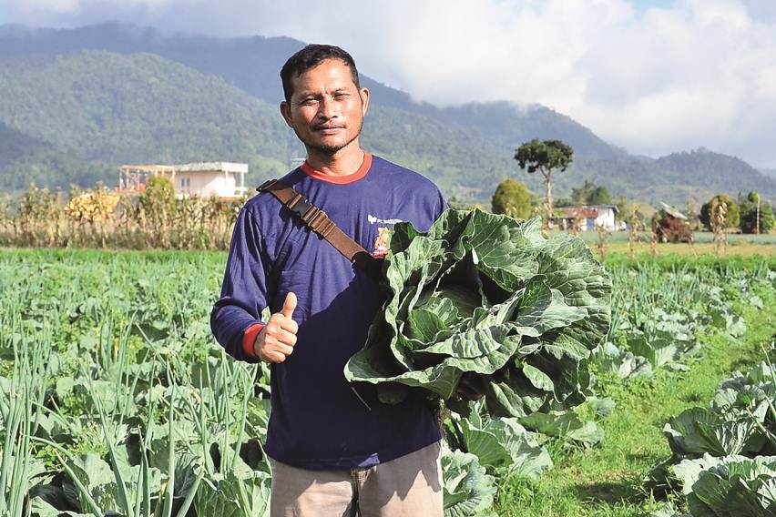 varietas kubis tahan penyakit akar gada