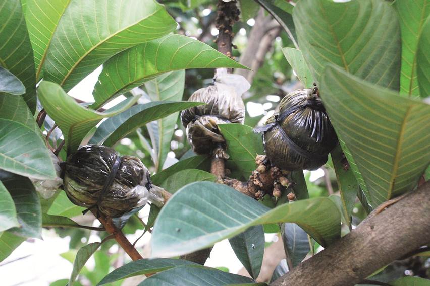 mencangkok mamey sapote