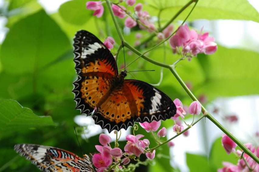 kupu-kupu di kebun