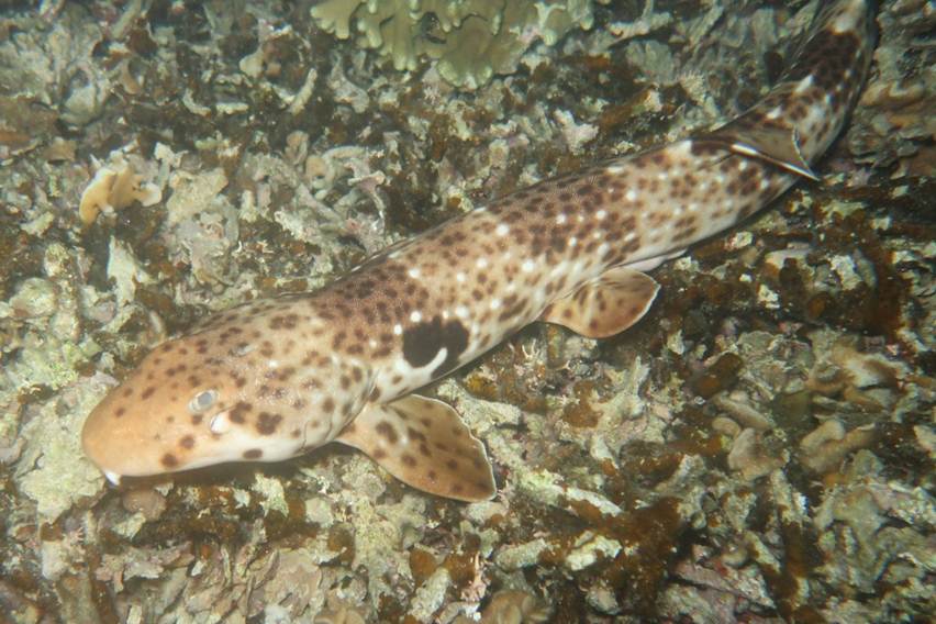 hiu berjalan ikan dilindungi