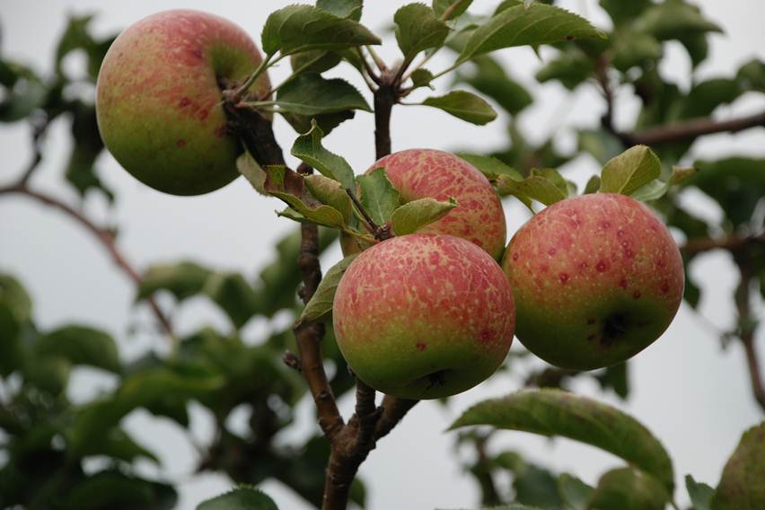 manfaat apel untuk kesehatan