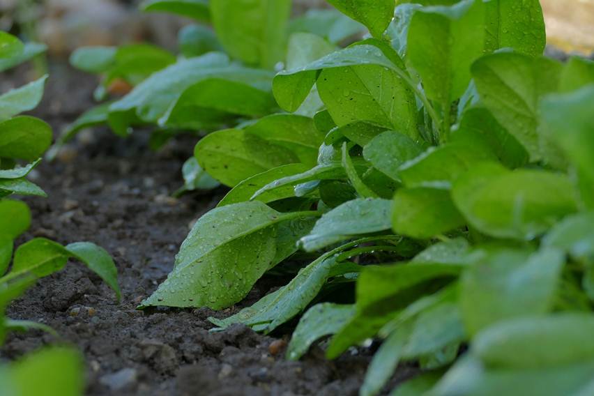 manfaat bayam bagi kesehatan