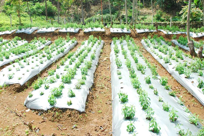 kebun stevia