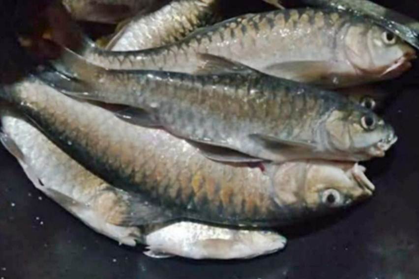 ikan batak penghuni danau toba