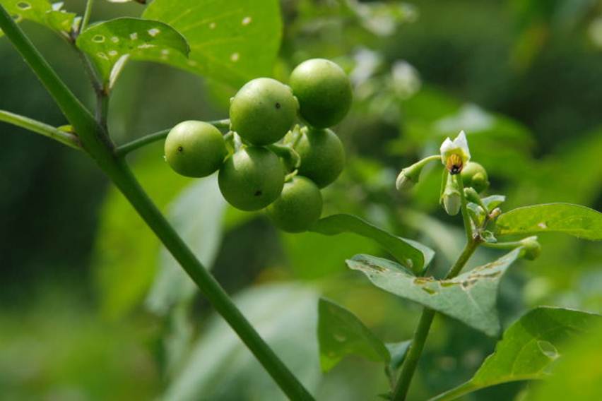 Tanaman leunca obat kanker