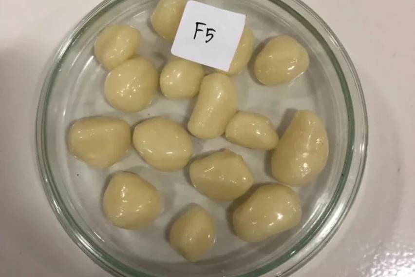 permen antikaries gigi universitas jember