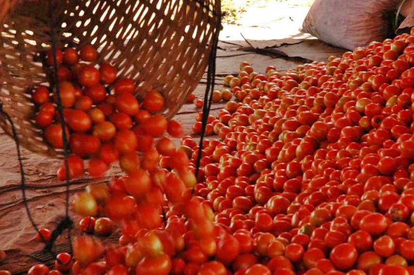 tomat hasil panen