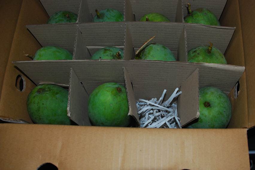 pengemasan mangga untuk ekspor