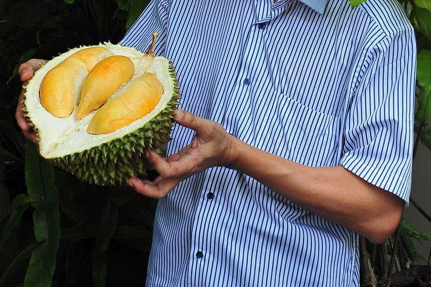 durian super tembaga khas pulau bangka