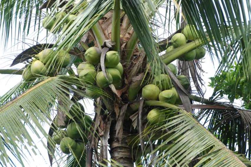 pohon kelapa genjah berbuah