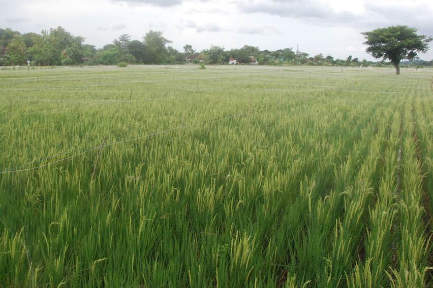sawah tanaman padi
