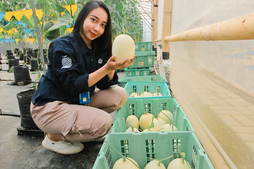 penuhi permintaan melon premium dari greenhouse bambu
