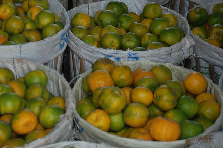 Strategi Hadapi Gempuran Jeruk Impor