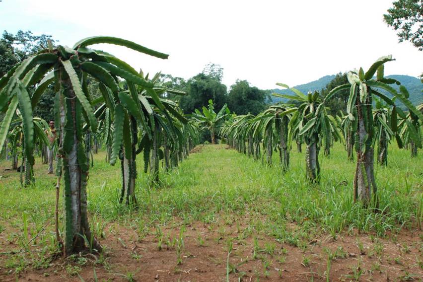 Cara Memilih Bibit Buah Naga Cepat Berbuah
