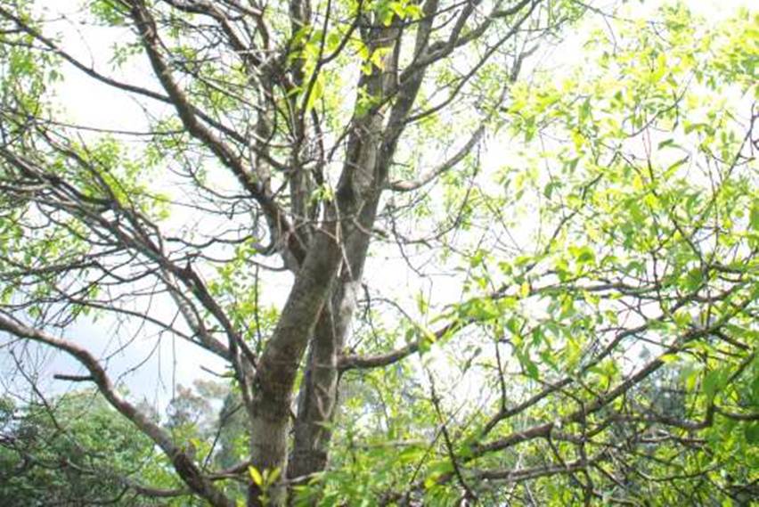 Jalan Terjal Merawat Cendana