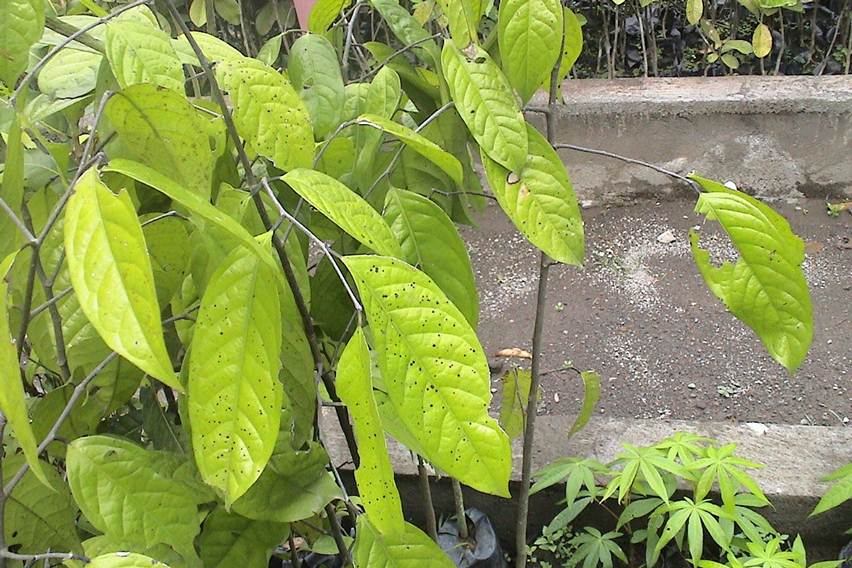 Melestarikan Kepel dengan Perbanyakan