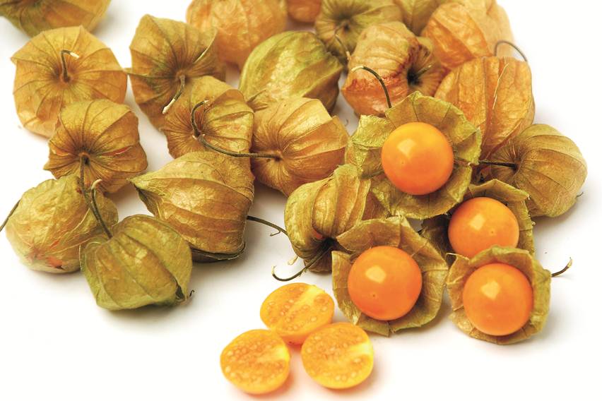 Ceplukan untuk Penyakit Lupus