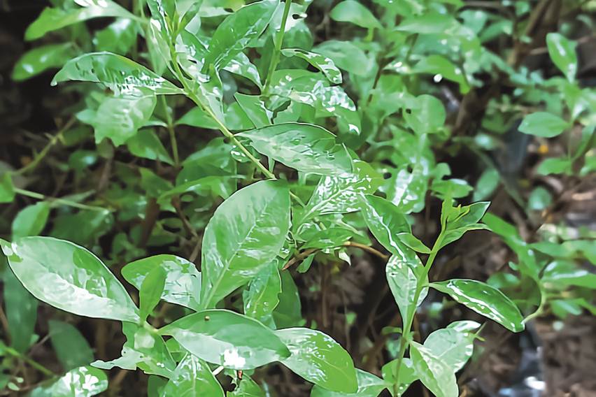 Daun Inai Berkhasiat Atasi Kista