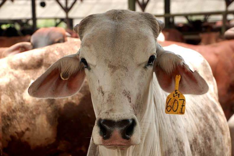 Jangan Konsumsi Daging Ternak yang Terpapar Antraks