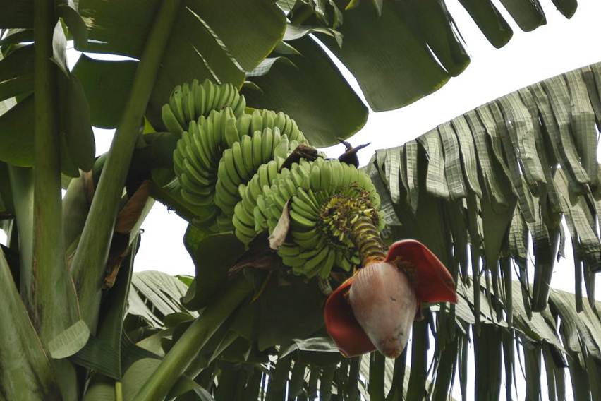 Kendala Budidaya Pisang
