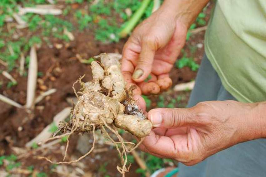Manfaat Kunyit untuk Tanaman