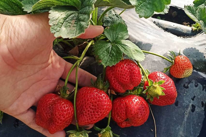 Agar Stroberi Produksi Tinggi