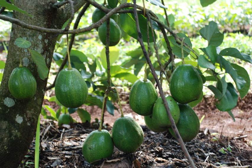 Basmi Cendawan yang Rugikan Petani Alpukat