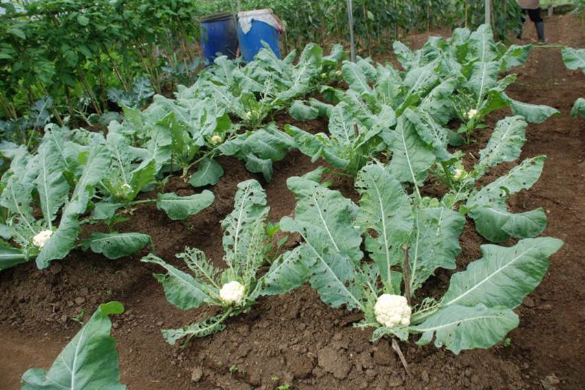 Halau Ulat dari Tanaman