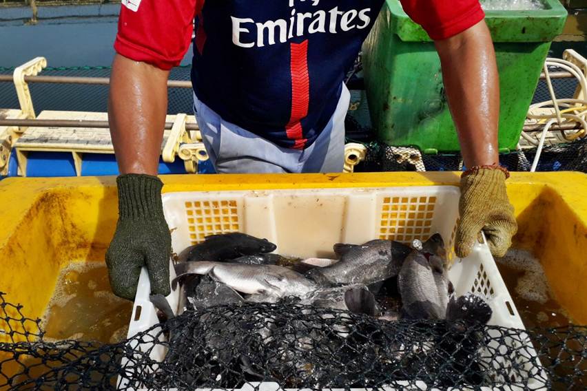 Pengembangan Budidaya Kakap Putih di Pulau-Pulau Kecil