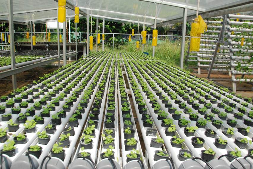 Cara Membuat Pupuk Hidroponik