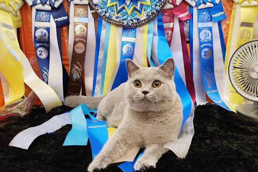 Perawatan Kucing British Shorthair agar Jadi Juara Kontes