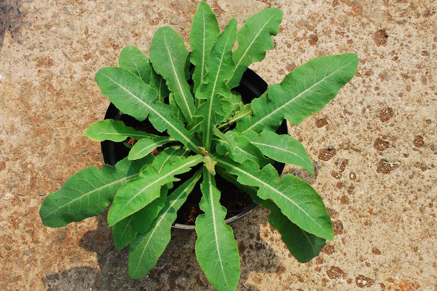 Aneka Herbal Ampuh Mengatasi Infeksi Saluran Kemih