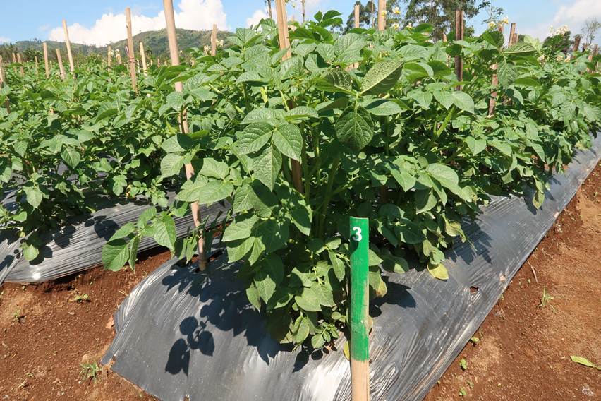 Lawan Hawar Daun dengan Varietas Kentang Matra Agrihorti