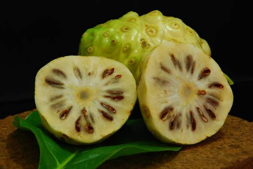 Manfaat Mengkudu untuk Mengatasi Hama dan Penyakit Tanaman