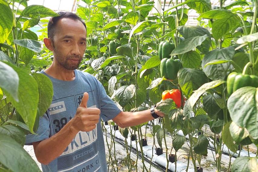 Produksi Paprika Meningkat