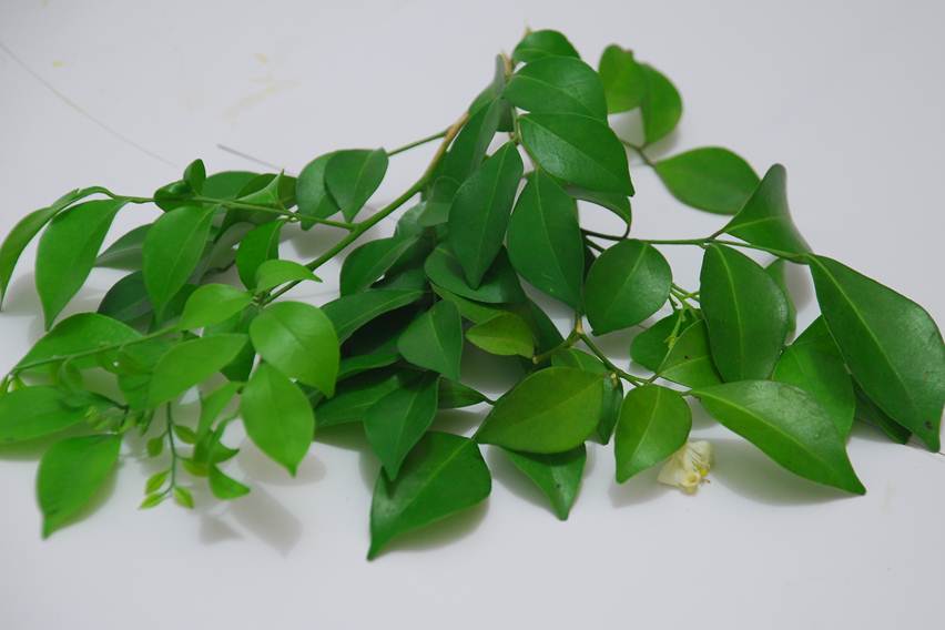 Tanaman Obat yang Kerap Digunakan sebagai Bahan Ramuan Jamu